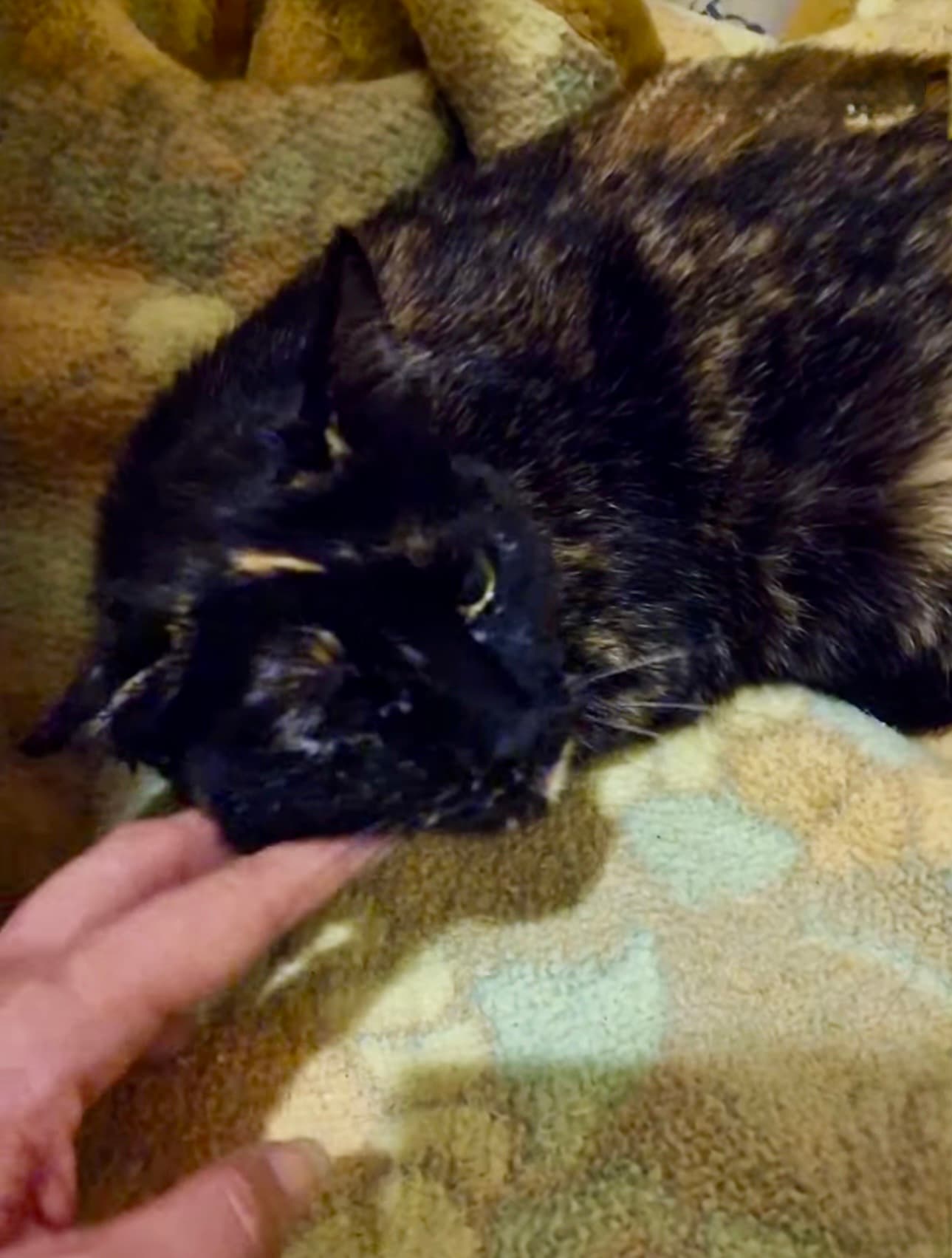 Dubai ya está a salvo: de la calle a una casa de acogida llena de esperanza 🐾❤️