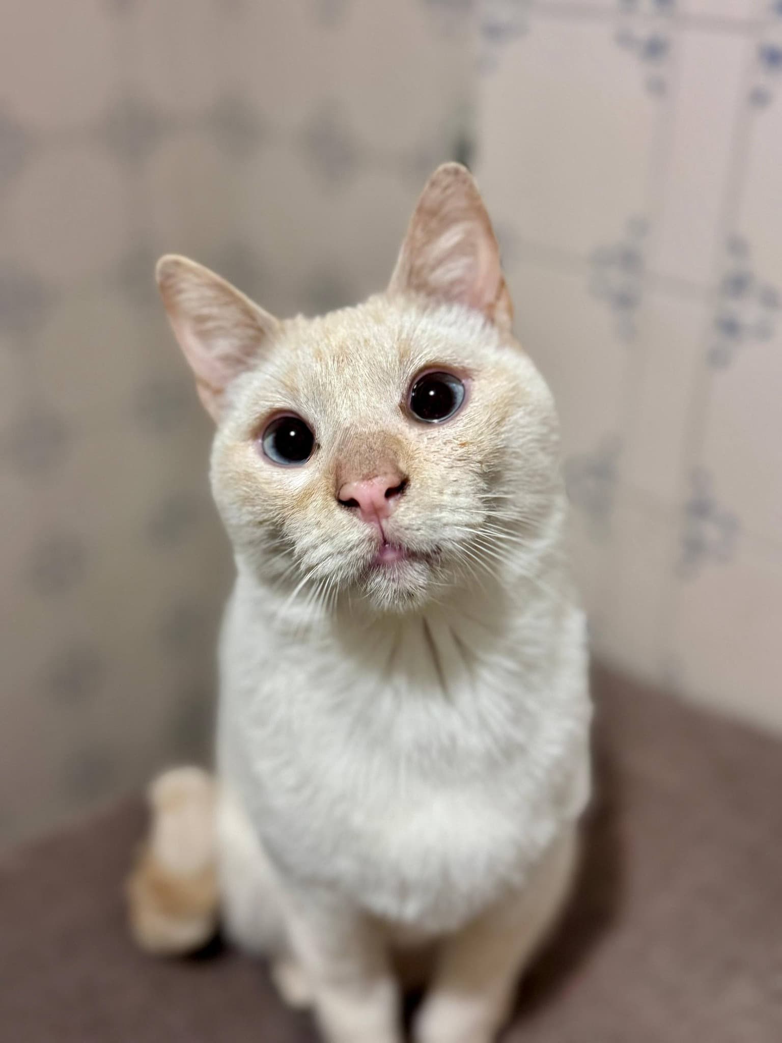 🐾 Otto busca ser tu único rey del hogar 👑❤️