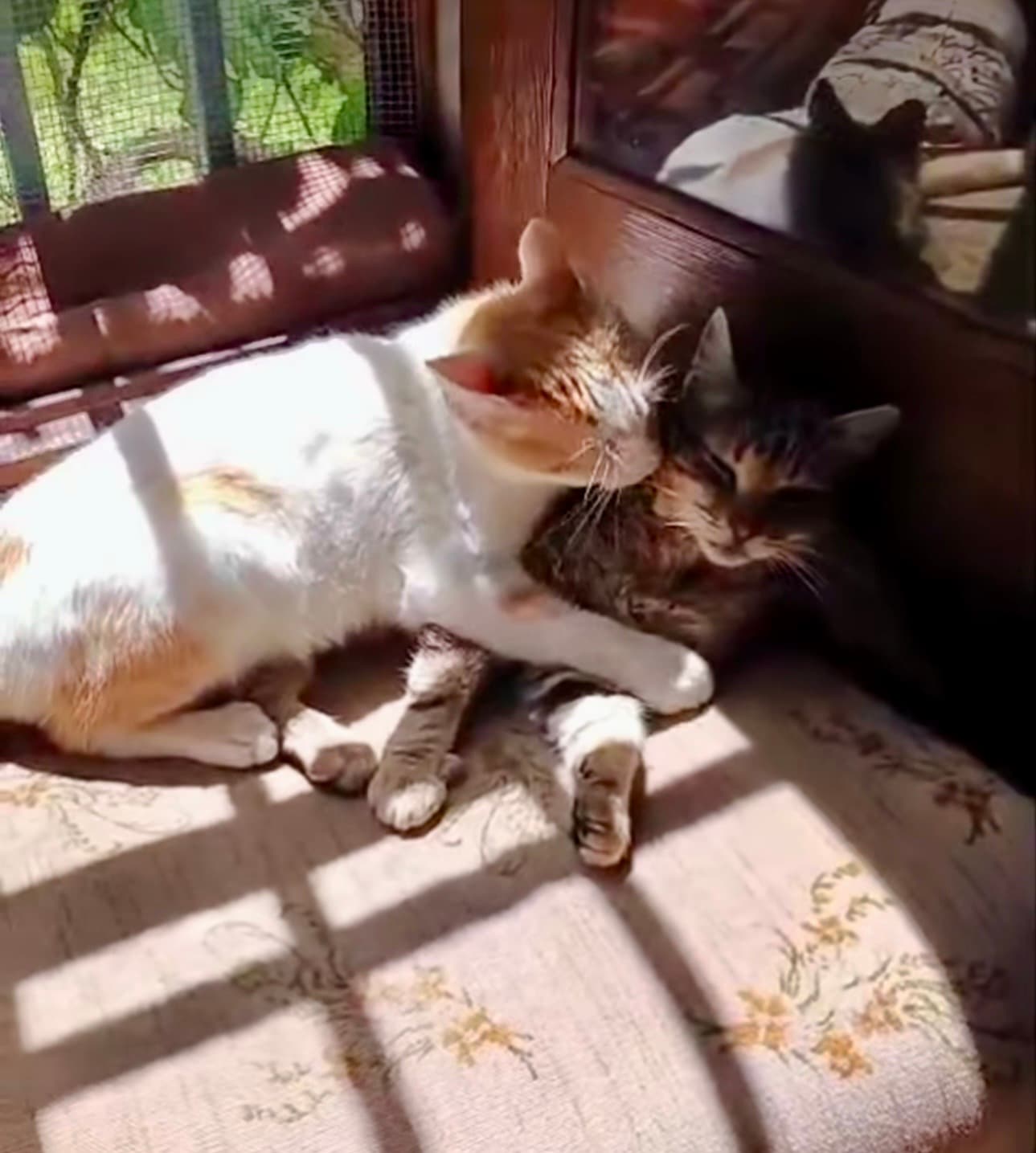 ❤️ Dos almas dulces esperando un hogar