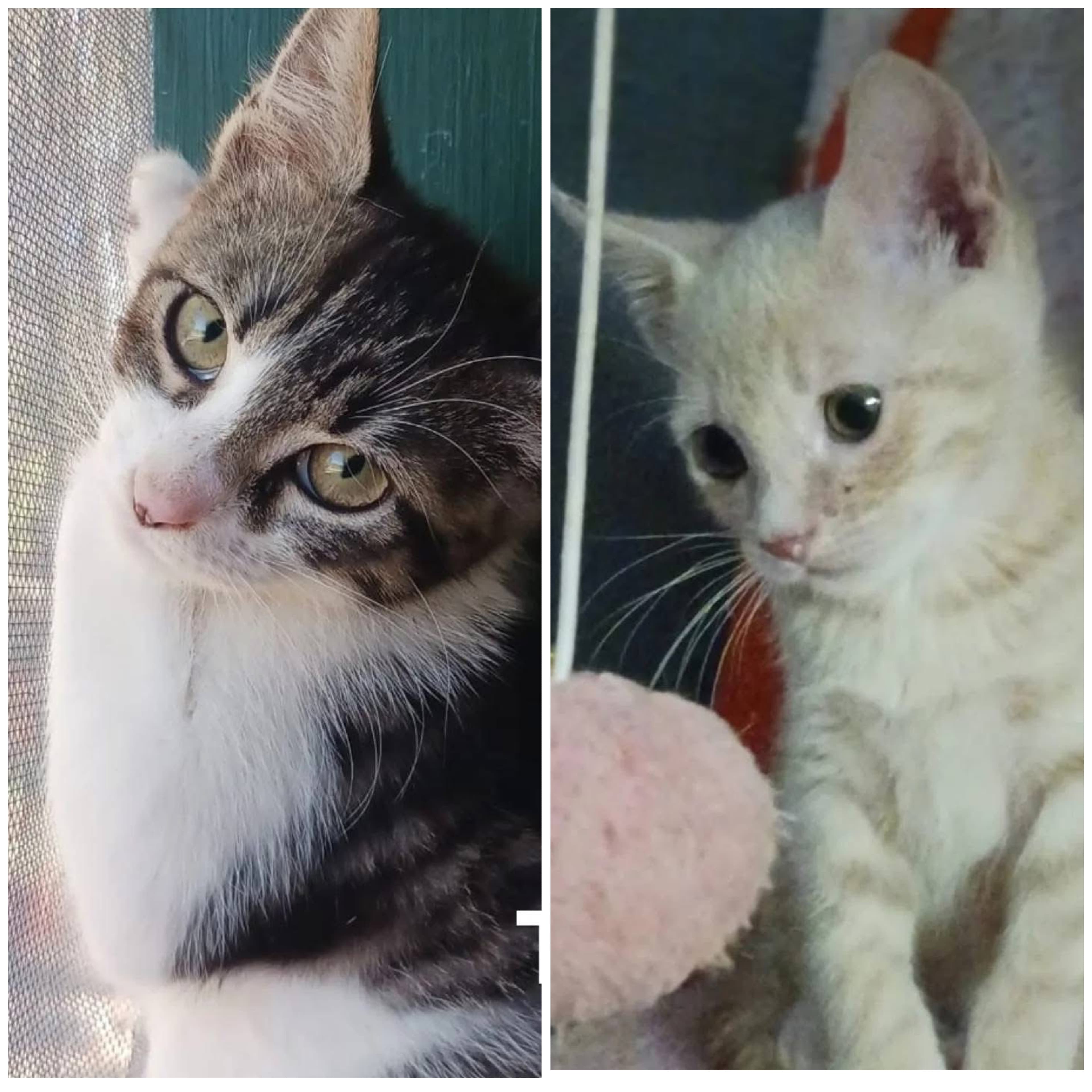 Pandoro y Tiffany ya están listos para encontrar su familia 🏡🐱💕