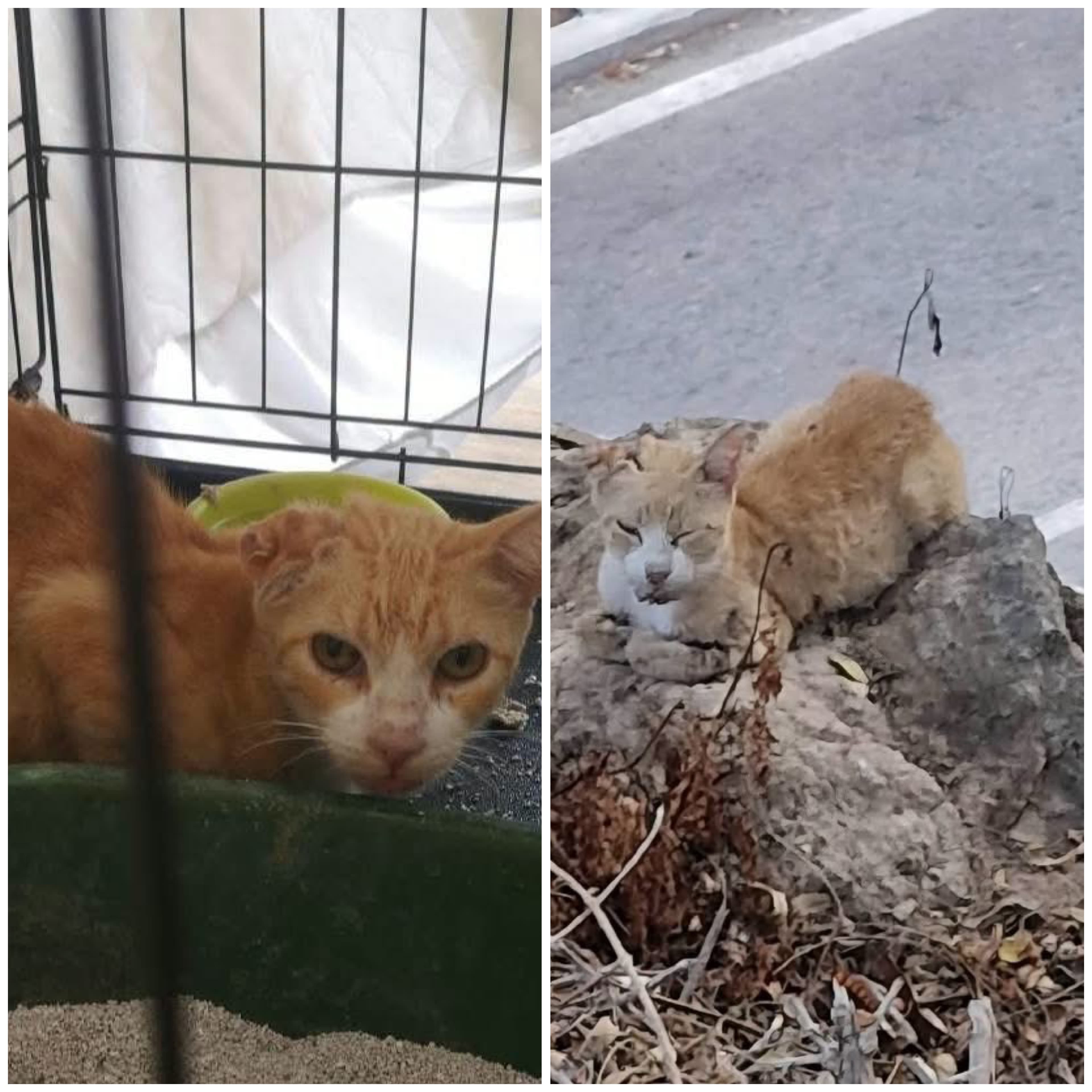 🐱 ¡Por fin está a salvo! Rescate conseguido ❤️