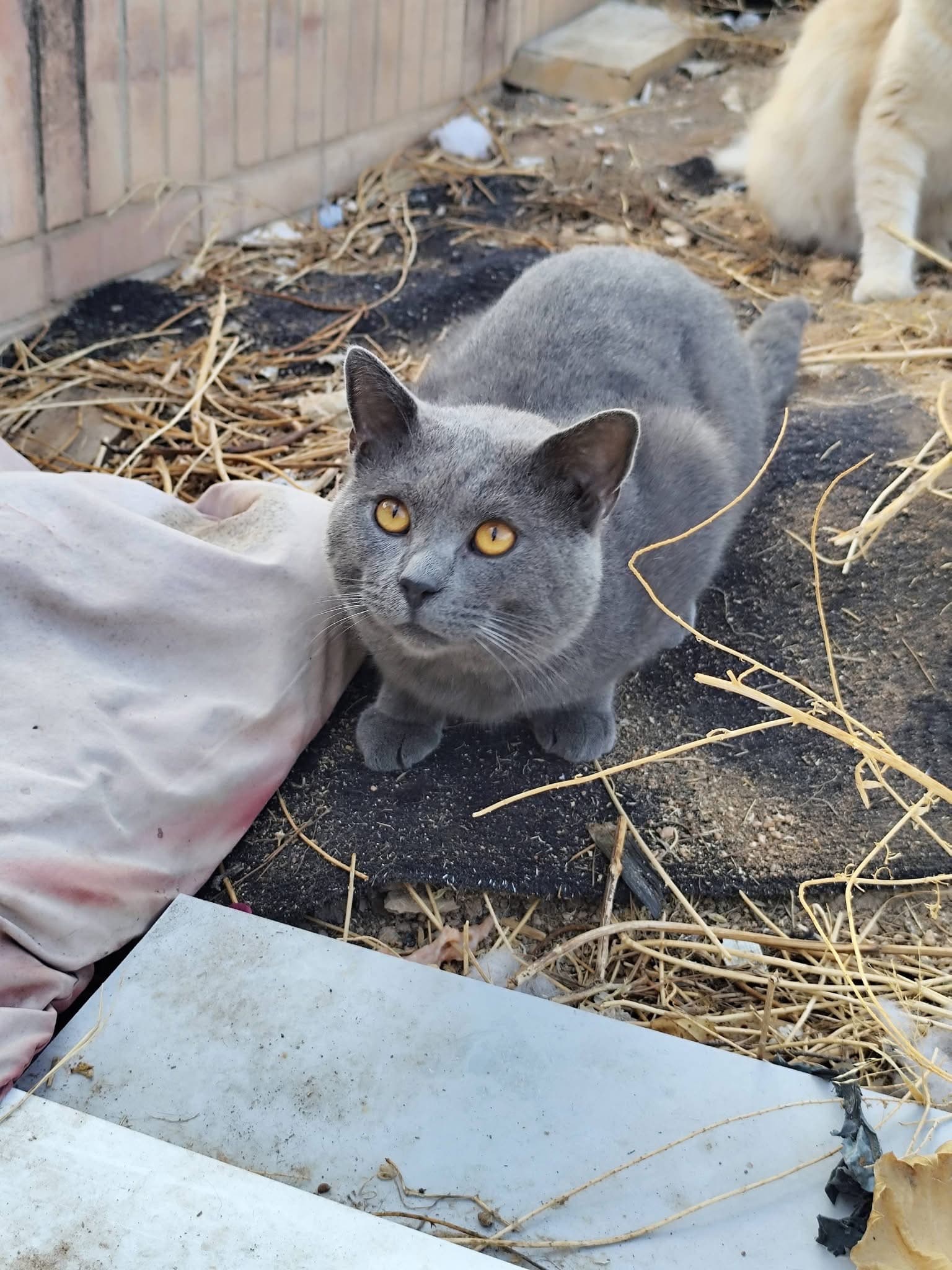 🐱 ¿Alguien reconoce a este gato encontrado en La Nucía? ❤️