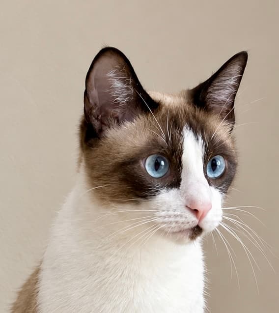 💔 Pocoyó vuelve a buscar una familia para siempre 🏡