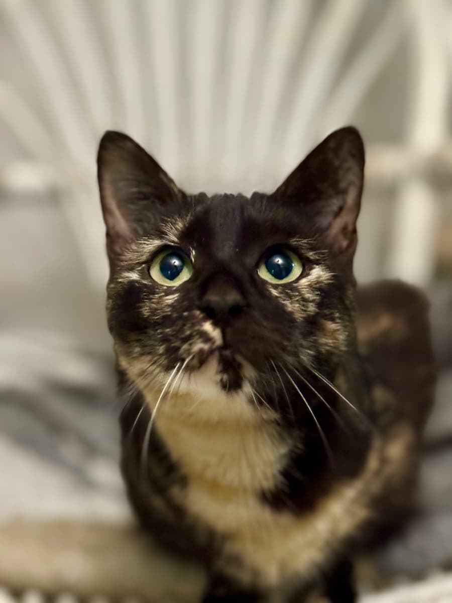 CLEO