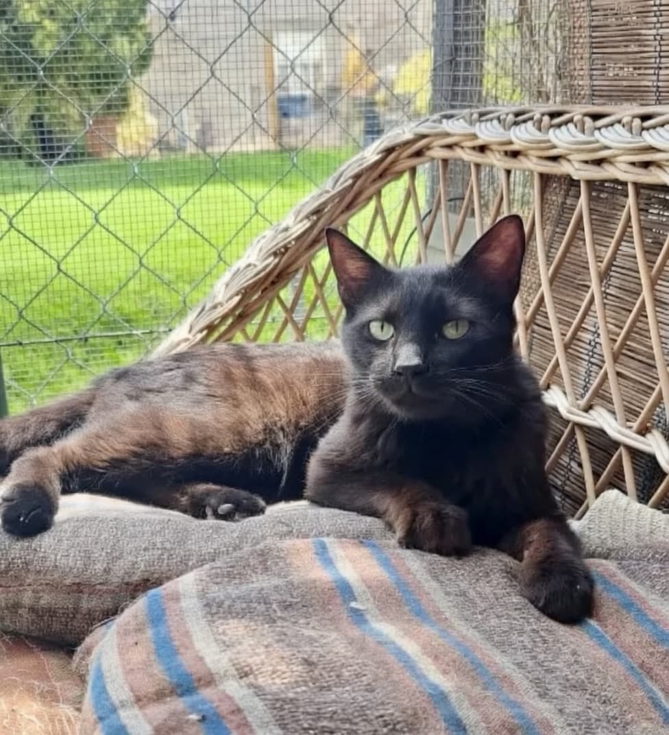 NOEL