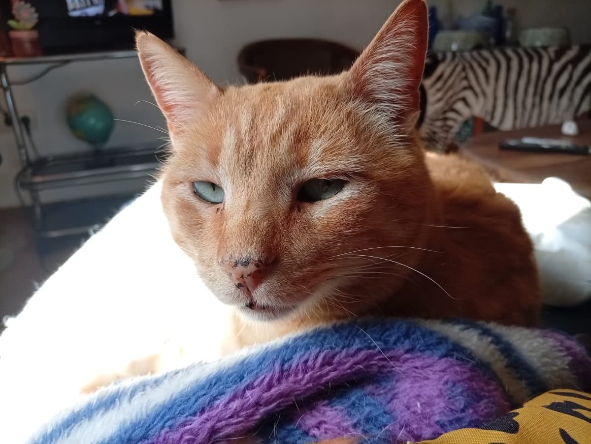 GINGER